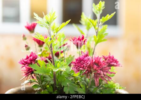Plante de pâquerettes roses dans le pot de jardin. Banque D'Images