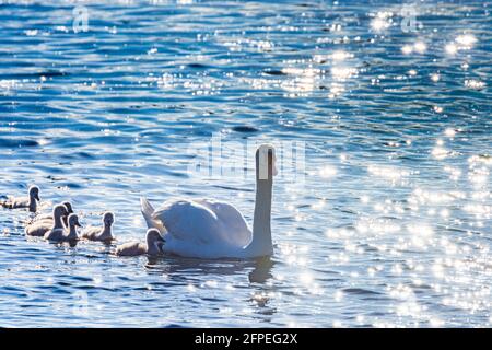 Vienne, Vienne: Cygne muet (Cygnus olor) avec de jeunes poussins, rivière Neue Donau (Nouveau Danube) en 22. Donaustadt, Wien, Autriche Banque D'Images