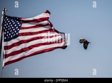 Un aigle à tête blanche passe devant le drapeau des États-Unis Banque D'Images
