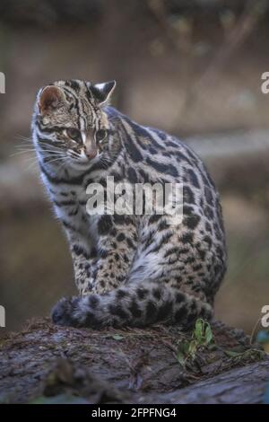 Chat Léopard, Prionailurus Bengalensis, Sikkim, Inde Banque D'Images