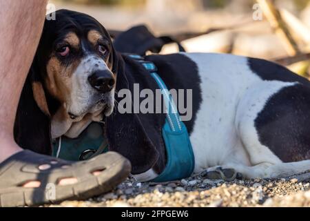 Un jeune petit chien de basset se pose à côté des pieds du propriétaire la plage Banque D'Images