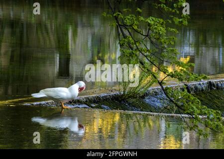 Muscovy Duck au bord de DEM on River. Tourné à Source of Vipava River dans la ville de Vipava en Slovénie. Banque D'Images