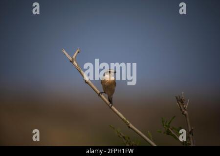 Commune Stonechat, Saxicola torquatus, Madhya Pradesh, Inde Banque D'Images