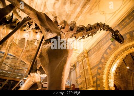 Londres, Royaume-Uni - 27 janvier 2017 : une photo détaillée de l'énorme squelette de dinosaure à long cou au London Natural History Museum. Banque D'Images