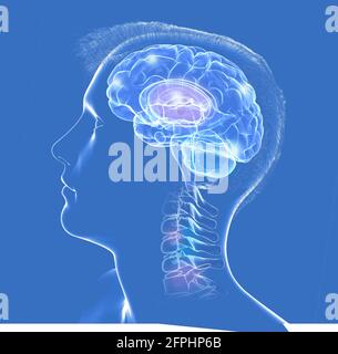 Illustration 3D de l'intérieur de la tête humaine, montrant le cerveau et les premières vertèbres. Verre transparent sur fond bleu. Banque D'Images