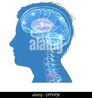 Illustration 3D de la silhouette d'une tête humaine masculine, montrant le cerveau et les premières vertèbres. Verre transparent sur fond bleu. Banque D'Images