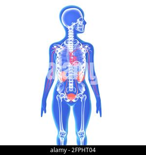 Illustration 3D de la silhouette d'un corps humain féminin montrant le squelette, les vertèbres, le cœur, les reins et d'autres organes internes. Banque D'Images