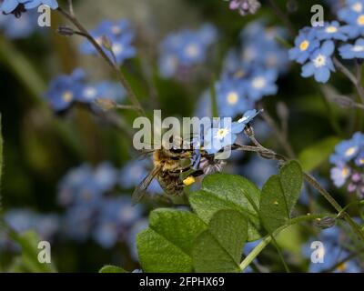 macro d'une abeille sur une fleur bleue collectant le nectar Banque D'Images