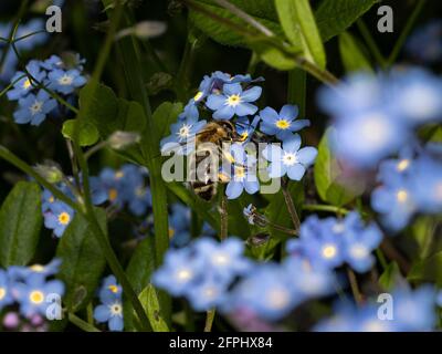 macro d'une abeille sur une fleur bleue collectant le nectar Banque D'Images