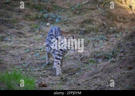 Chat Léopard, Prionailurus Bengalensis, Sikkim, Inde Banque D'Images