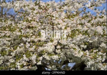 Belle vue rapprochée de la délicate cerisier blanc de printemps (Prunus Shogetsu Oku Miyako) arbre à fleurs à Herbert Park, Dublin, Irlande Banque D'Images