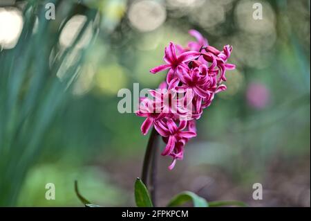 Belle vue en gros plan sur les fleurs de printemps de jacinthe pourpre (jacinthus) poussant à Herbert Park, Dublin, Irlande. Mise au point douce et sélective Banque D'Images