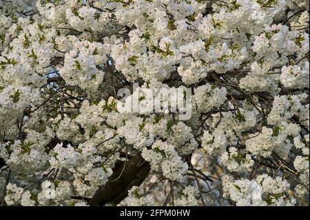 Belle vue rapprochée de la délicate cerisier blanc de printemps (Prunus Shogetsu Oku Miyako) arbre à fleurs à Herbert Park, Dublin, Irlande Banque D'Images