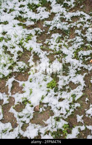 Couche de neige blanche sur l'herbe dans le jardin d'hiver Banque D'Images