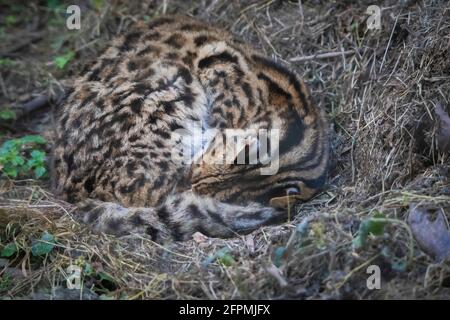 Chat Léopard, Prionailurus Bengalensis, Sikkim, Inde Banque D'Images