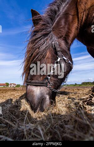 Des chevaux amicaux sur l'île de Schiermonnikoog, aux pays-Bas, en été Banque D'Images