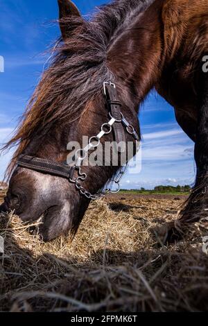 Des chevaux amicaux sur l'île de Schiermonnikoog, aux pays-Bas, en été Banque D'Images