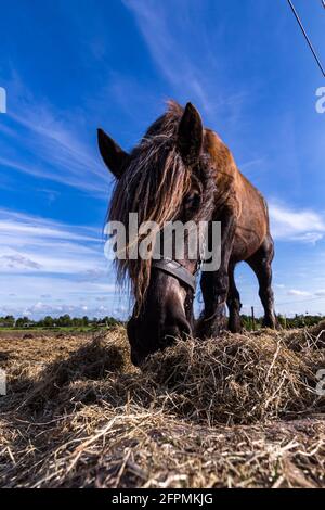 Des chevaux amicaux sur l'île de Schiermonnikoog, aux pays-Bas, en été Banque D'Images