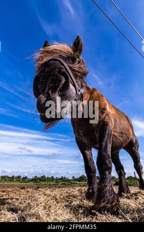 Des chevaux amicaux sur l'île de Schiermonnikoog, aux pays-Bas, en été Banque D'Images