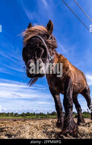 Des chevaux amicaux sur l'île de Schiermonnikoog, aux pays-Bas, en été Banque D'Images