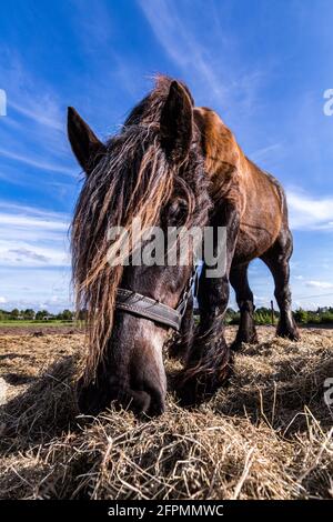 Des chevaux amicaux sur l'île de Schiermonnikoog, aux pays-Bas, en été Banque D'Images