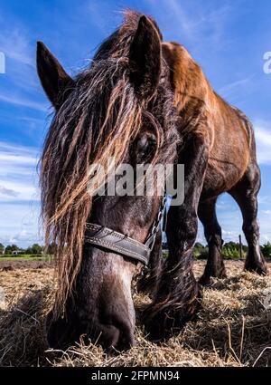 Des chevaux amicaux sur l'île de Schiermonnikoog, aux pays-Bas, en été Banque D'Images