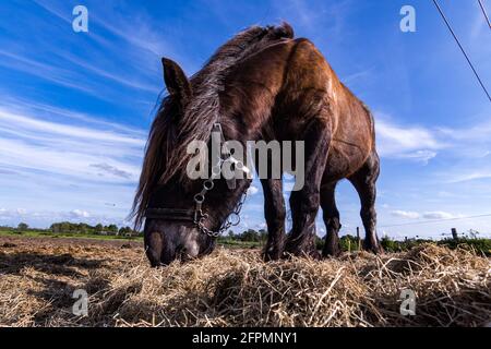 Des chevaux amicaux sur l'île de Schiermonnikoog, aux pays-Bas, en été Banque D'Images