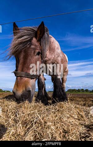 Des chevaux amicaux sur l'île de Schiermonnikoog, aux pays-Bas, en été Banque D'Images