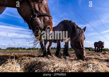 Des chevaux amicaux sur l'île de Schiermonnikoog, aux pays-Bas, en été Banque D'Images