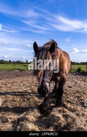 Des chevaux amicaux sur l'île de Schiermonnikoog, aux pays-Bas, en été Banque D'Images