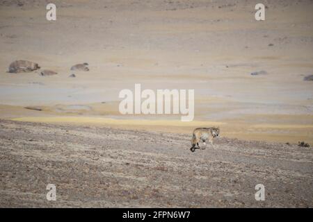 Loup tibétain, Canis lupus filchneri, Gurudonmar, Sikkim, Inde Banque D'Images