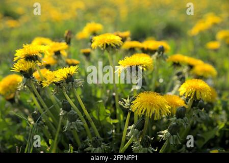 Photo d'un pré fleuri avec pissenlit, profondeur de champ peu profonde Banque D'Images