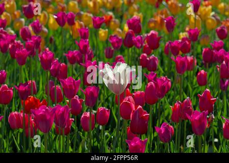 Des tulipes roses et jaunes fantastiques au Festival canadien des tulipes 2021 à Ottawa, Ontario, Canada. Banque D'Images