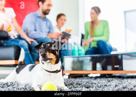 Jack Russel terrier Playing with ball in living room family sitting on sofa Banque D'Images