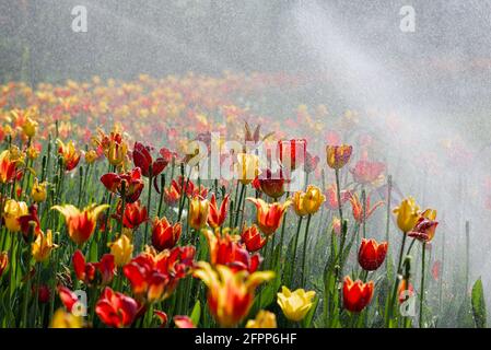 Les arroseurs plenaient sur le lit de tulipe no 5 un matin ensoleillé au Festival canadien des tulipes 2021 à Ottawa, Ontario, Canada. Banque D'Images