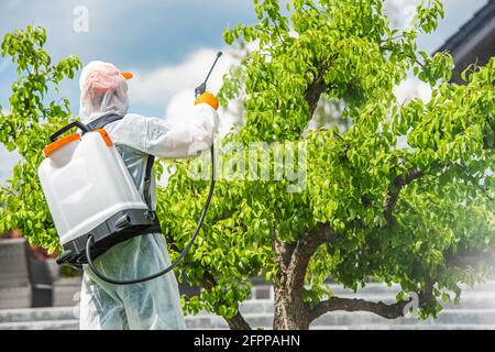 Jardinier portant des équipements de protection insecticide Pear Tree à l'intérieur de son jardin. Thème de lutte antiparasitaire. Banque D'Images