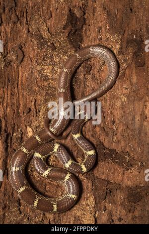 Serpent de loup commun, Lycodon aulicus. Banque D'Images