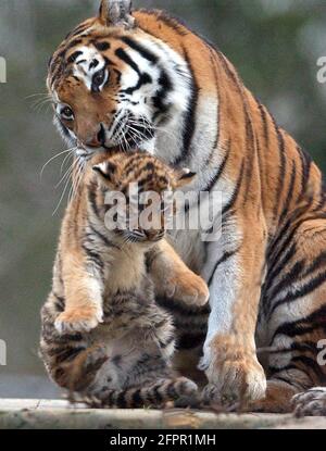 TIGRE DE SIBÉRIE ET CUB AU PARC ZOOLOGIQUE DE MARWELL, PRÈS DE WINCHESTER, HANTS PIC MIKE WALKER 2004 Banque D'Images