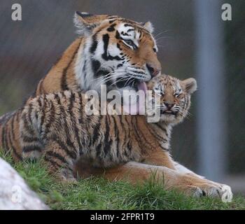 TIGRE DE SIBÉRIE ET CUB AU PARC ZOOLOGIQUE DE MARWELL, PRÈS DE WINCHESTER, HANTS PIC MIKE WALKER 2004 Banque D'Images