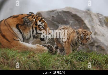 TIGRE DE SIBÉRIE ET CUB AU PARC ZOOLOGIQUE DE MARWELL, PRÈS DE WINCHESTER, HANTS PIC MIKE WALKER 2004 Banque D'Images