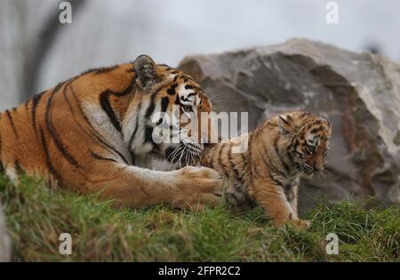 TIGRE DE SIBÉRIE ET CUB AU PARC ZOOLOGIQUE DE MARWELL, PRÈS DE WINCHESTER, HANTS PIC MIKE WALKER 2004 Banque D'Images