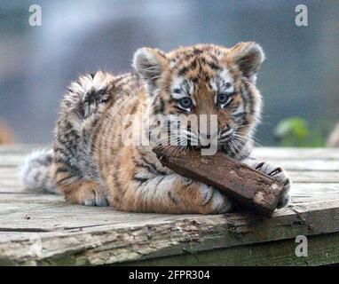 SIBERIAN TIGER CUB AU PARC ZOOLOGIQUE DE MARWELL, PRÈS DE WINCHESTER, HANTS PIC MIKE WALKER 2004 Banque D'Images