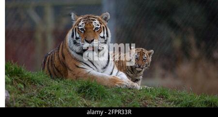 TIGRE DE SIBÉRIE ET CUB AU PARC ZOOLOGIQUE DE MARWELL, PRÈS DE WINCHESTER, HANTS PIC MIKE WALKER 2004 Banque D'Images