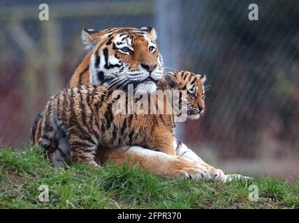 TIGRE DE SIBÉRIE ET CUB AU PARC ZOOLOGIQUE DE MARWELL, PRÈS DE WINCHESTER, HANTS PIC MIKE WALKER 2004 Banque D'Images