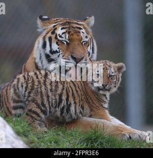 TIGRE DE SIBÉRIE ET CUB AU PARC ZOOLOGIQUE DE MARWELL, PRÈS DE WINCHESTER, HANTS PIC MIKE WALKER 2004 Banque D'Images