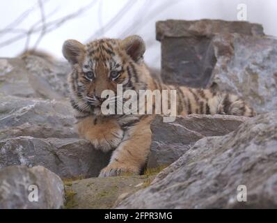 SIBERIAN TIGER CUB AU PARC ZOOLOGIQUE DE MARWELL, PRÈS DE WINCHESTER, HANTS PIC MIKE WALKER 2004 Banque D'Images