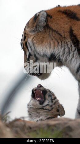 TIGRE DE SIBÉRIE ET CUB AU PARC ZOOLOGIQUE DE MARWELL, PRÈS DE WINCHESTER, HANTS PIC MIKE WALKER 2004 Banque D'Images