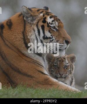 TIGRE DE SIBÉRIE ET CUB AU PARC ZOOLOGIQUE DE MARWELL, PRÈS DE WINCHESTER, HANTS PIC MIKE WALKER 2004 Banque D'Images