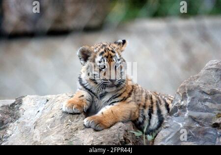 SIBERIAN TIGER CUB AU PARC ZOOLOGIQUE DE MARWELL, PRÈS DE WINCHESTER, HANTS PIC MIKE WALKER 2004 Banque D'Images