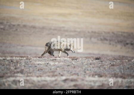 Loup tibétain, Canis lupus filchneri, Gurudonmar, Sikkim, Inde Banque D'Images